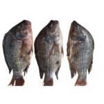 Tilapia Fish