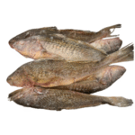 Yellow Croaker
